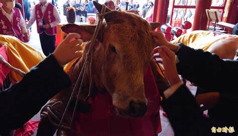 智慧毛是什麼|台南祭孔古禮登場 師生拔牛毛求智慧